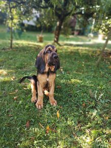 Bloodhound (Chien de Saint-Hubert) - 8