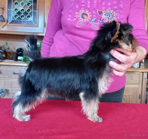 YORKSHIRE TERRIER  s PP - fenka - 8