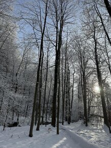 Prodám lesní pozemek v k.ú. Dolní Skorošice - 8