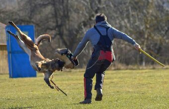 Belgický ovčák malinois s PP - 8