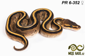 Krajta královská - Python regius - Mláďata 2024 - 8