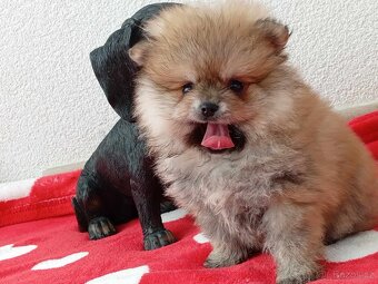 Luxusní Pejsek Creme Sable - Pomeranian Mini - REZERVACE - 8