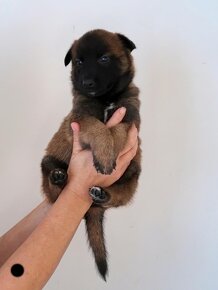 Belgický ovčák malinois - 8