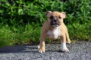 American bully - 8