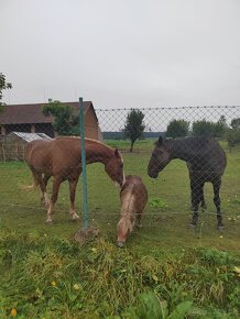 Welsh cob 4,5 roku - 8