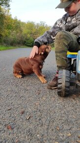 American Bully - 8