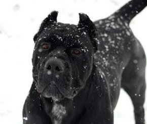 Cane Corso FCI - PP E' Nata Una Stella - 8