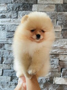 Luxusní štěňátka pomeranian - 8