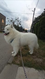 Samojed - 8