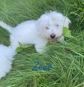 Coton de Tulear - 8