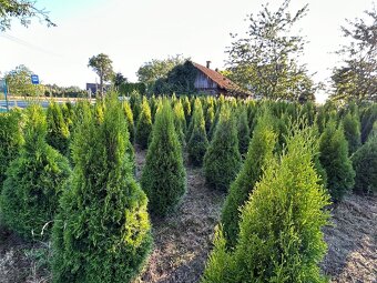 Tuje smaragd ,thuja smaragd - 8