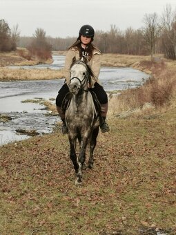 Prodej hřebce Welsh pony, sekce B - 8