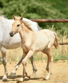 Lusitano klisna PSL Xtra - 8