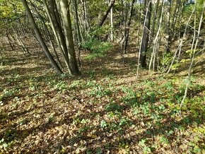 Prodej pozemku určeného ke stavbě rodinného domu - Kozlovice - 8