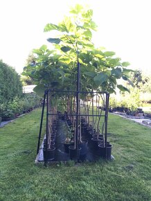 Catalpa stromky 140 až 230 cm - 8