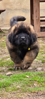 Leonberger s PP - 8