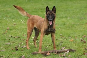 Belgický ovčák malinois s PP - štěňátka k zadání - pejsci - 8