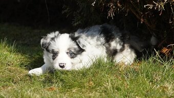 Border collie - štěňátka s PP po výstavních rodičích - 8