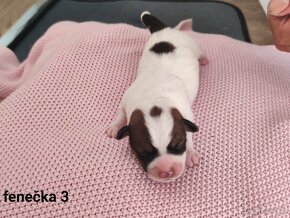 Štěňátka Jack Russel teriér s PP - 8