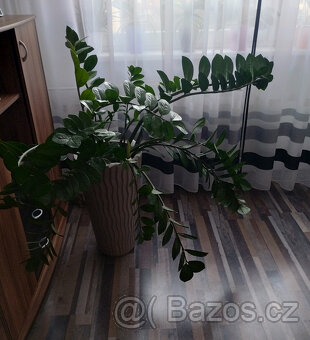 Prodám - Zamioculcas zamiifolia - Kulkas zamiolistý. - 8