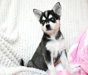 Alaskan Klee kai (mini  husky) s PP - 8