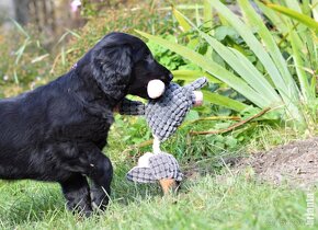 Flat Coated Retriever - s PP - 8