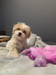 Maltipoo - 8