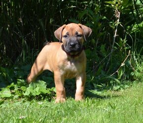 Boerboel štěňátka s PP FCI - 8