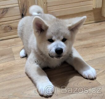 Akita Inu štěňátka s průkazem původu -  PP - 8