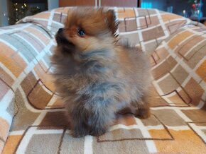 Špic, nemecký špic , oranžový špic, pomeranian - 8