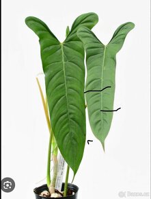 Philodendron pinnatilobum - 8