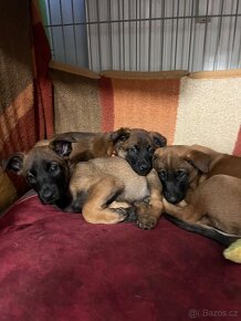 Belgický ovčák malinois - 8