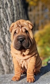 Šarpej, Sharpej, Shar-pei s PP - 8