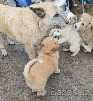 Štěňata křížence Deerhounda - 8