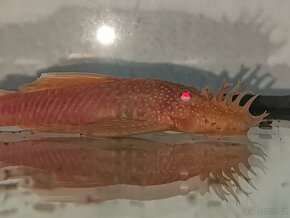 Ancistrus sp., Gold a Super red - 8