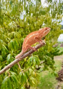 Chameleon pardálí, nosy be - 8