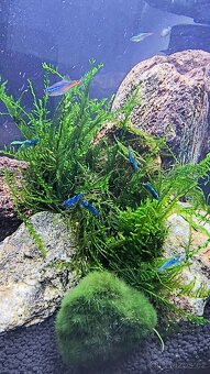 Neocaridina Blue Dream - 8