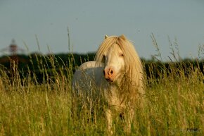 Minishetland hřebeček letošní - 8