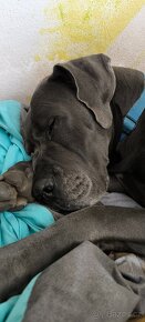 Německá doga modrá - pes - krytí (Blue great dane) - 8