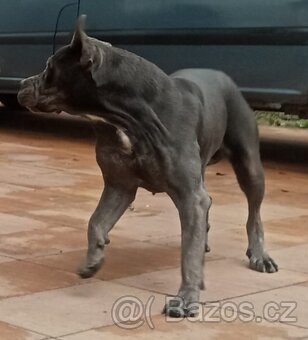 Cane corso - 8