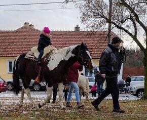 připouštění ověřenými plemeníky PAINT HORSE-HOMOZYGOT - 8