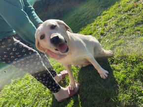 Labrador s neměckým ovčákem - 8