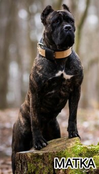 AMIDALA šteniatko CANE CORSO s pp - 8