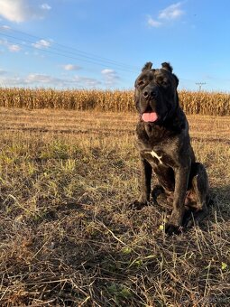 BANDOG,BANDOGGEE MASTIFF,AMERICAN BANDOG MASTIFF NA KRYTIE - 8