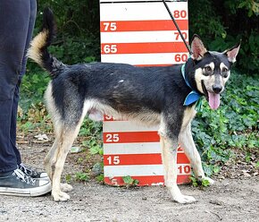 FLOKY K ADOPCI - 1 ROK, HRAVÝ,MILÝ,VHODNÝ K DĚTEM - 8