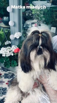 Shihtzu s PP - 8