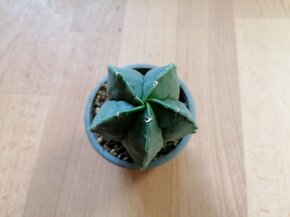 Kaktusy sbírka 5 kaktusů Astrophytum a Lophophora - 8