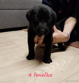 Štěňátka Labernese (labrador X bernský salašnický pes) - 8