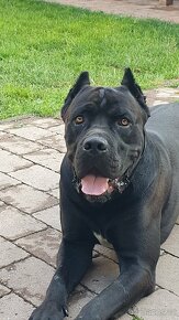 Cane Corso s PP - 8