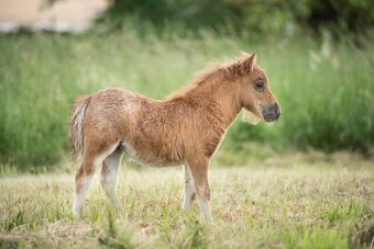 Shetland pony klisnička s PP - 8